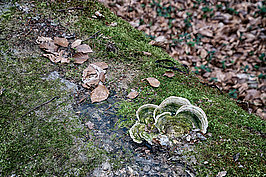 Bernhard Saalfeld - Tretschbachtal (4v9)